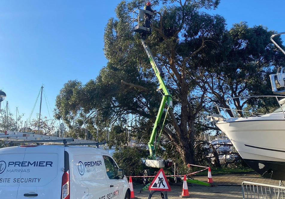 Chichester Trees MCB